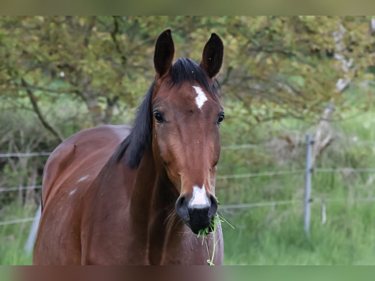 Hannoveraan Merrie 3 Jaar 170 cm Bruin in Oberkrämer