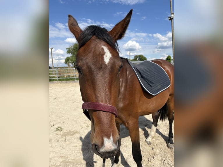 Hannoveraan Merrie 3 Jaar 170 cm Bruin in Oberkrämer