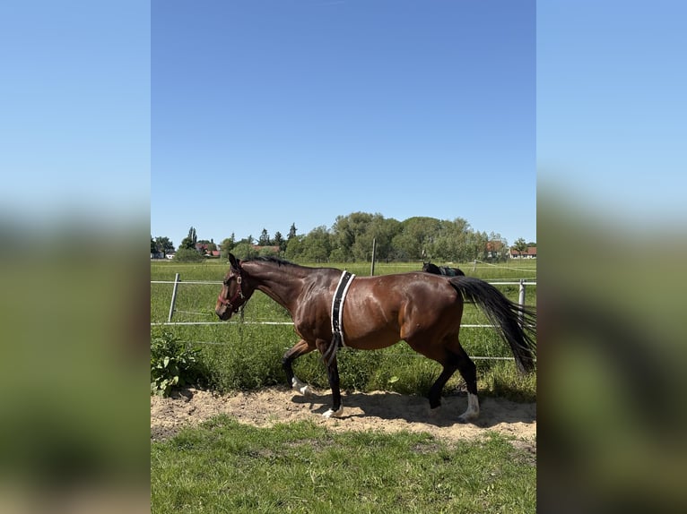 Hannoveraan Merrie 3 Jaar 170 cm Bruin in Oberkrämer