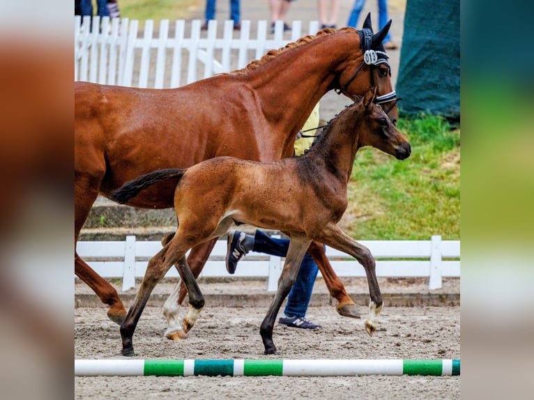 Hannoveraan Merrie 3 Jaar 170 cm Donkerbruin in Wahlsburg