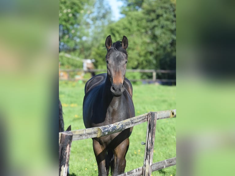 Hannoveraan Merrie 3 Jaar 170 cm Donkerbruin in Hellschen-Heringsand-Unterschaar