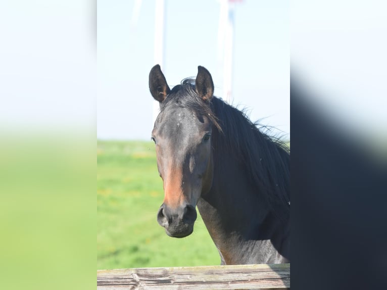 Hannoveraan Merrie 3 Jaar 170 cm Donkerbruin in Hellschen-Heringsand-Unterschaar