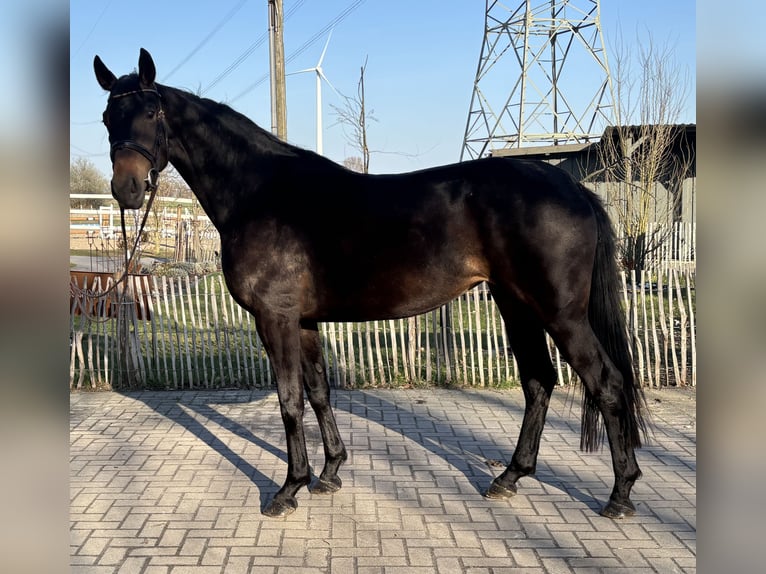Hannoveraan Merrie 3 Jaar 170 cm Donkerbruin in Wagenfeld