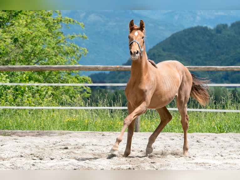 Hannoveraan Merrie 3 Jaar 170 cm Donkere-vos in Strobl