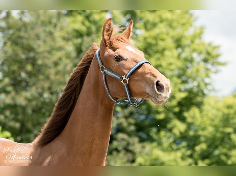 Hannoveraan Merrie 3 Jaar 170 cm Donkere-vos in Strobl