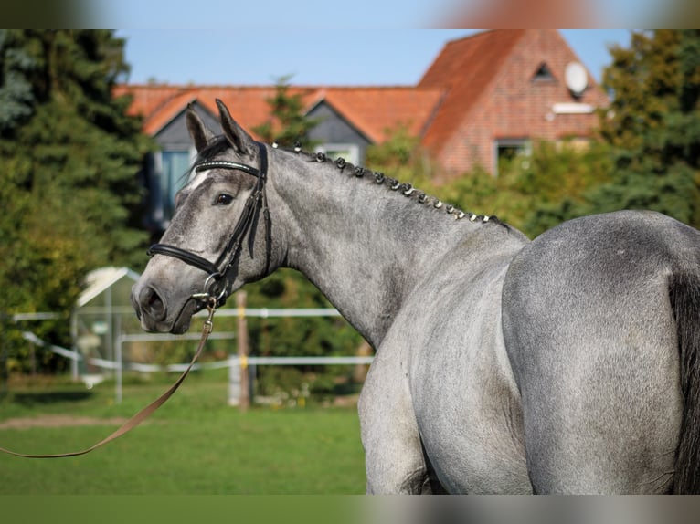 Hannoveraan Merrie 3 Jaar 170 cm Schimmel in Bleckede1