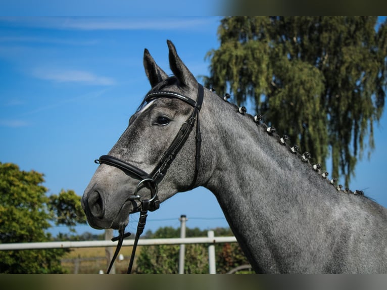 Hannoveraan Merrie 3 Jaar 170 cm Schimmel in Bleckede1