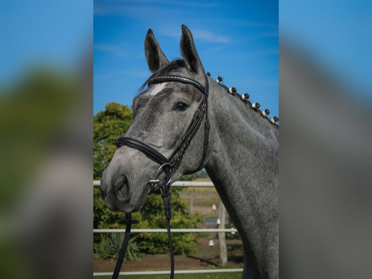 Hannoveraan Merrie 3 Jaar 170 cm Schimmel in Bleckede1