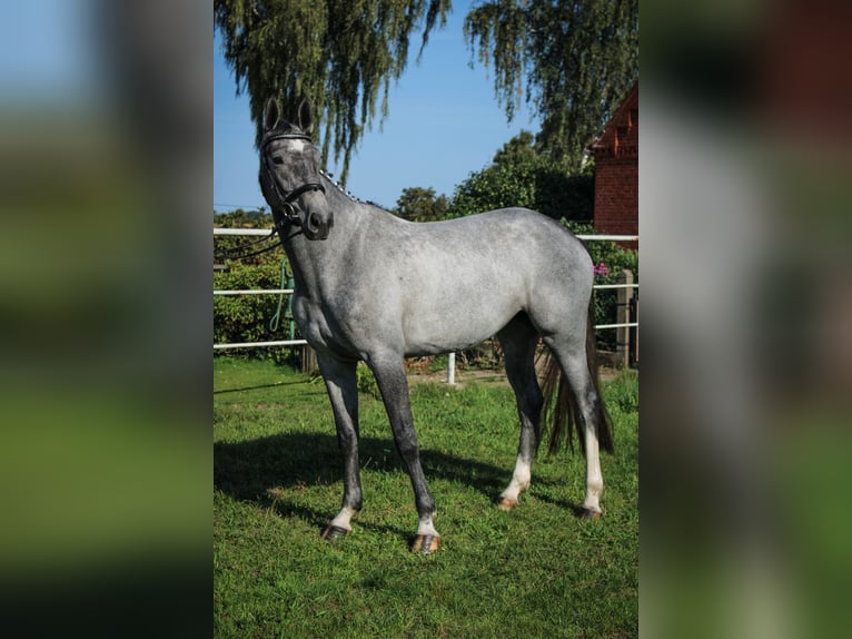 Hannoveraan Merrie 3 Jaar 170 cm Schimmel in Bleckede1