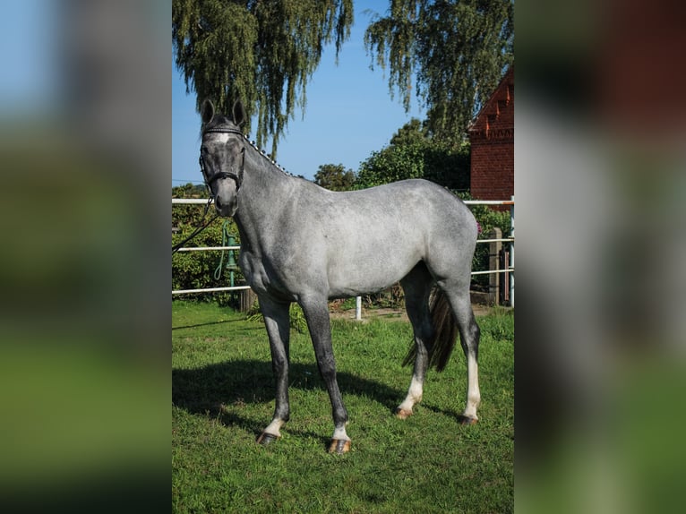 Hannoveraan Merrie 3 Jaar 170 cm Schimmel in Bleckede1