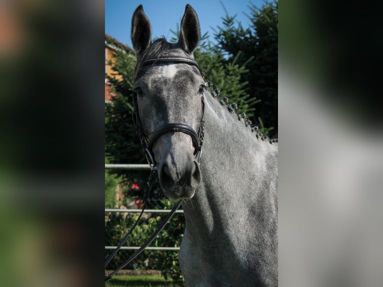 Hannoveraan Merrie 3 Jaar 170 cm Schimmel in Bleckede1