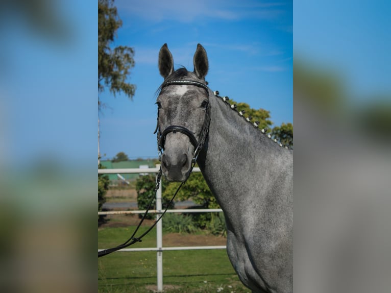 Hannoveraan Merrie 3 Jaar 170 cm Schimmel in Bleckede1