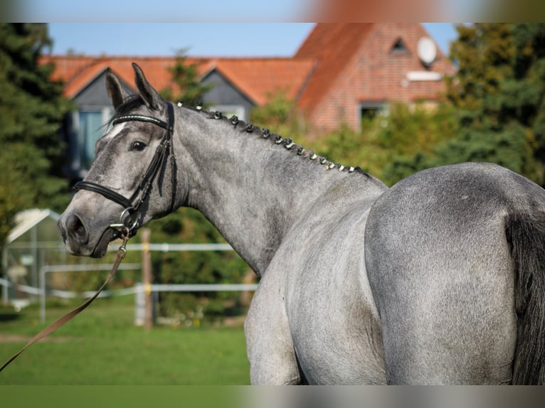 Hannoveraan Merrie 3 Jaar 170 cm Schimmel in Bleckede1