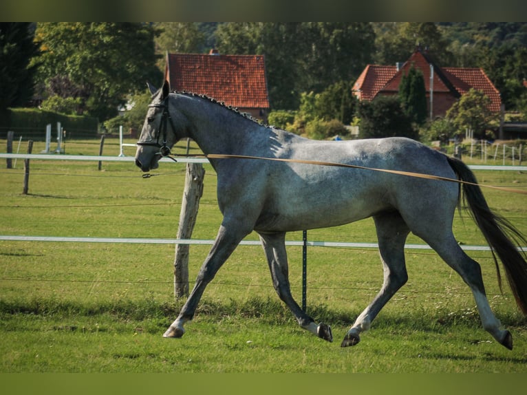 Hannoveraan Merrie 3 Jaar 170 cm Schimmel in Bleckede1
