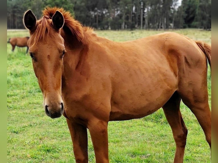 Hannoveraan Merrie 3 Jaar 170 cm Vos in Nennhausen