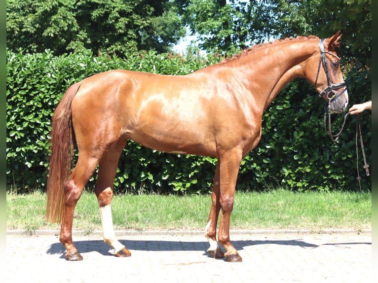 Hannoveraan Merrie 3 Jaar 170 cm Vos in Selsingen
