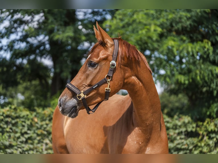 Hannoveraan Merrie 3 Jaar 170 cm Vos in Stahnsdorf