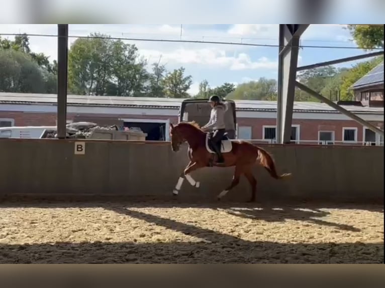 Hannoveraan Merrie 3 Jaar 170 cm Vos in Uetze