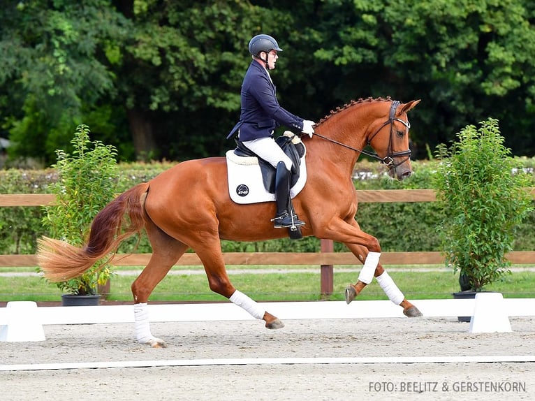 Hannoveraan Merrie 3 Jaar 170 cm Vos in Verden