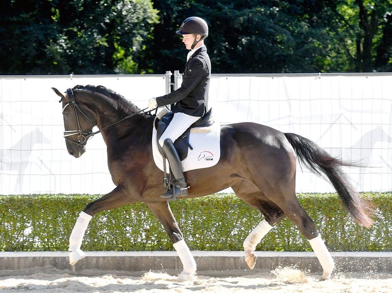 Hannoveraan Merrie 3 Jaar 170 cm Zwart in Bad Bevensen