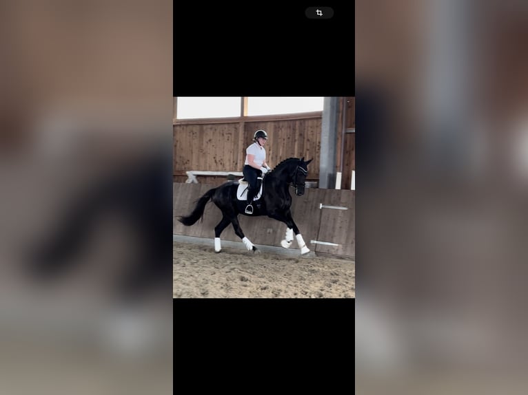 Hannoveraan Merrie 3 Jaar 170 cm Zwart in Neustadt am R&#xFC;benberge