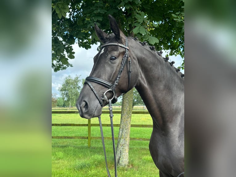 Hannoveraan Merrie 3 Jaar 170 cm Zwart in Weyhe