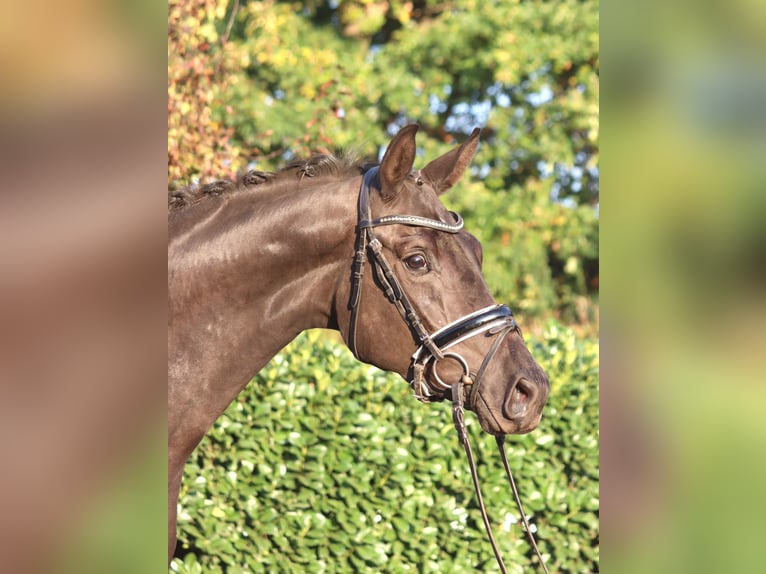 Hannoveraan Merrie 3 Jaar 170 cm Zwart in Selsingen