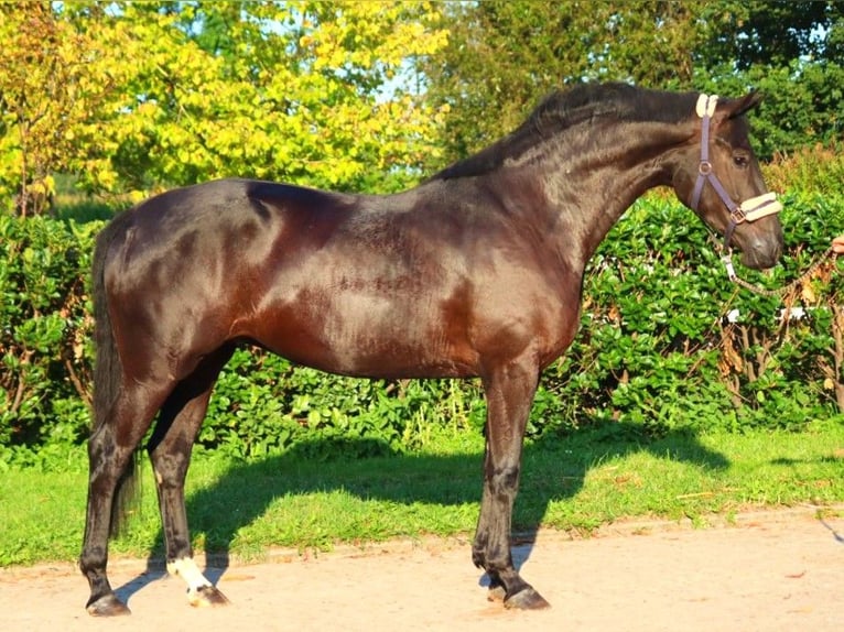 Hannoveraan Merrie 3 Jaar 170 cm Zwart in Selsingen