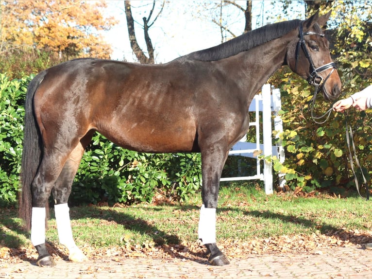 Hannoveraan Merrie 3 Jaar 170 cm Zwartbruin in Selsingen