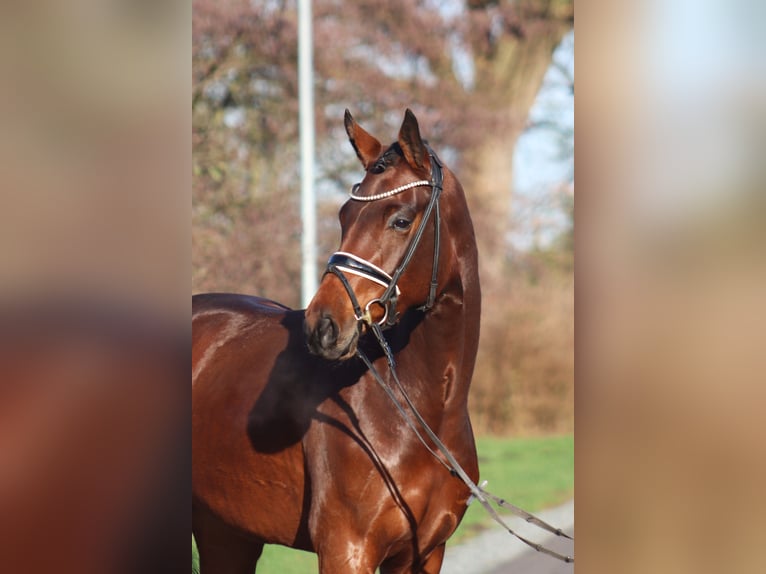 Hannoveraan Merrie 3 Jaar 172 cm Bruin in Deinstedt