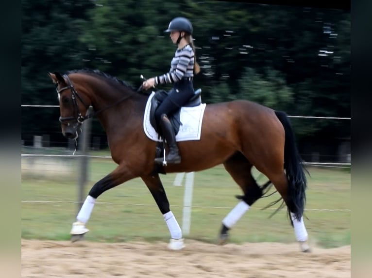 Hannoveraan Merrie 3 Jaar 172 cm Bruin in Fredenbeck