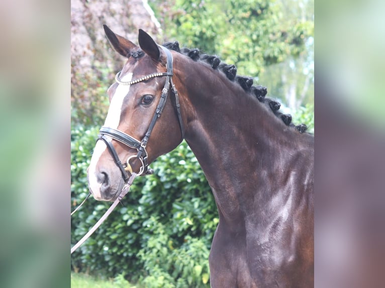 Hannoveraan Merrie 3 Jaar 172 cm Bruin in Selsingen