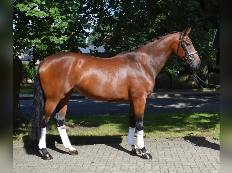 Hannoveraan Merrie 3 Jaar 172 cm Bruin in Fredenbeck