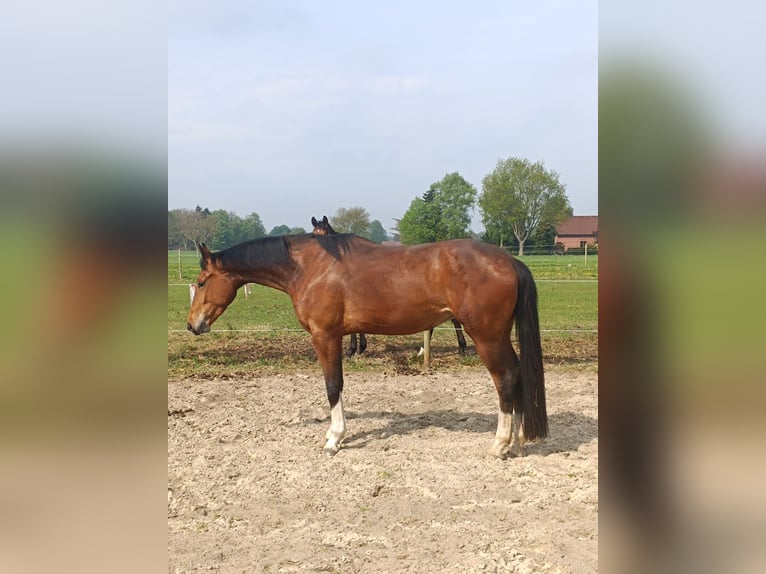 Hannoveraan Merrie 3 Jaar 172 cm Bruin in Großheide