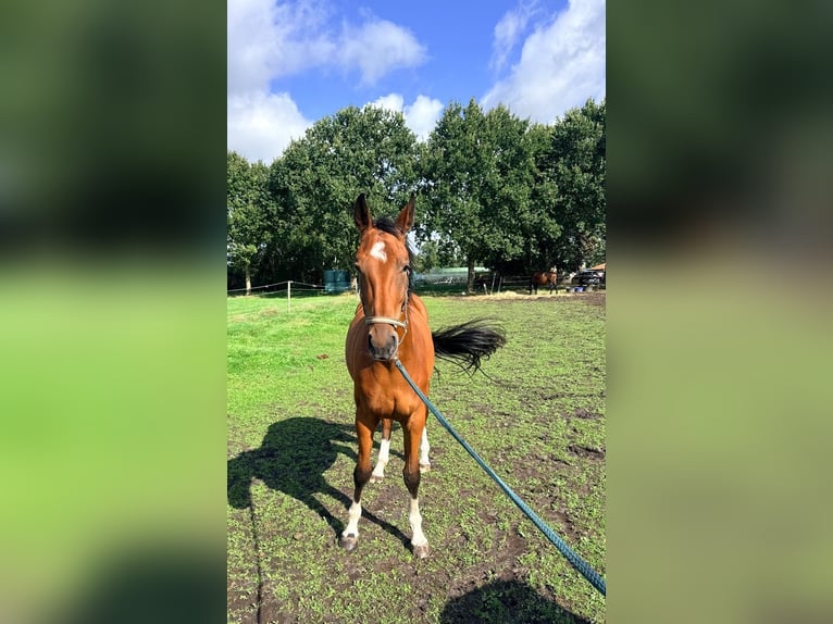Hannoveraan Merrie 3 Jaar 172 cm Bruin in Großheide