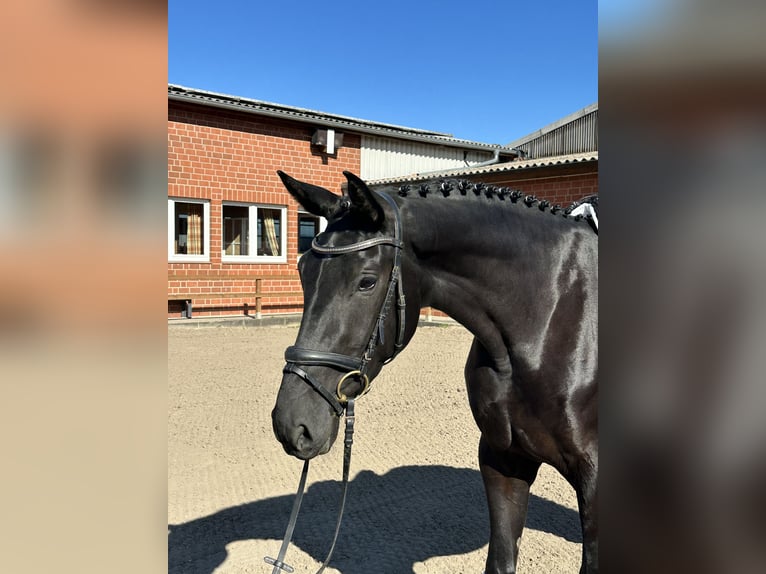 Hannoveraan Merrie 3 Jaar 172 cm Zwart in Hamburg Kirchwerder