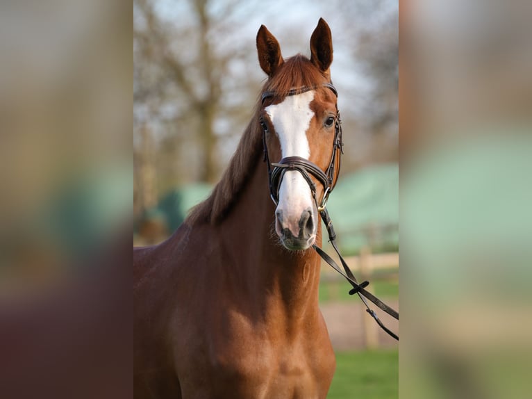 Hannoveraan Merrie 3 Jaar 174 cm Vos in Rickling