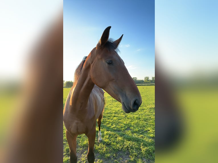 Hannoveraan Merrie 3 Jaar 175 cm Bruin in Babenhausen-Hergershausen