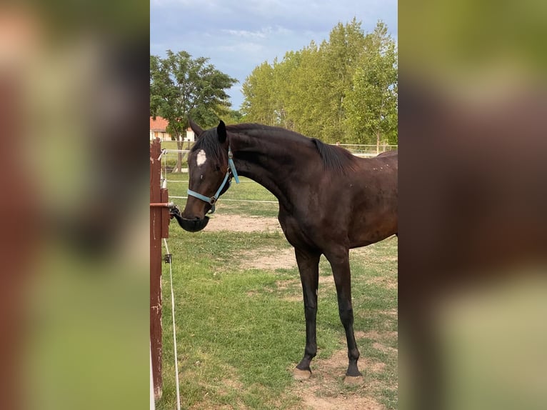 Hannoveraan Merrie 3 Jaar 175 cm Donkerbruin in Tass