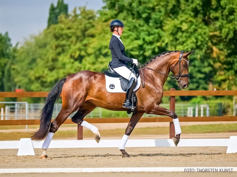 Hannoveraan Merrie 3 Jaar 176 cm Bruin in Verden