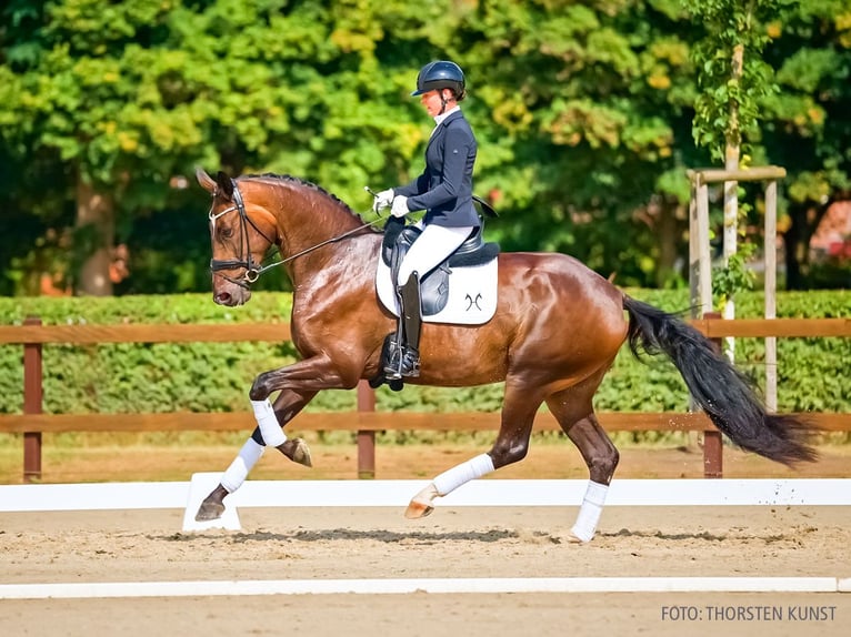 Hannoveraan Merrie 3 Jaar 176 cm Bruin in Verden