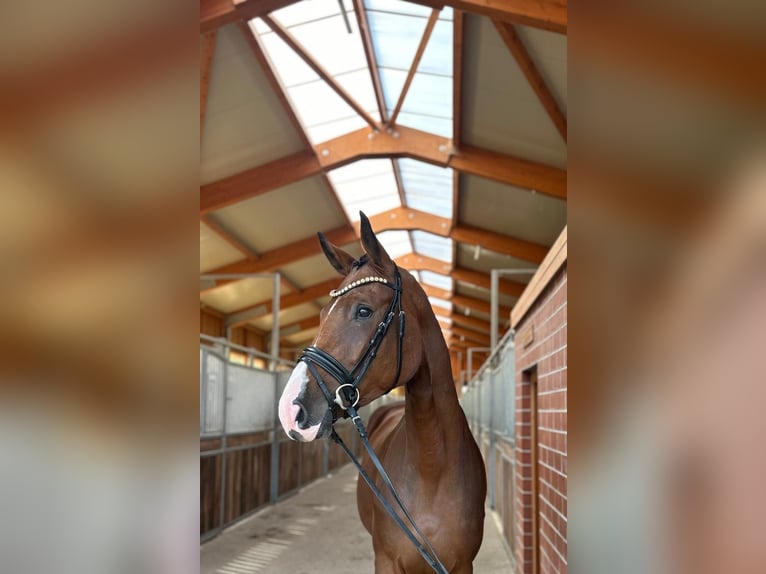 Hannoveraan Merrie 3 Jaar 177 cm Bruin in Bruchsal