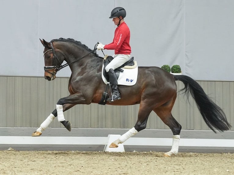 Hannoveraan Merrie 3 Jaar Bruin in Münster-Handorf