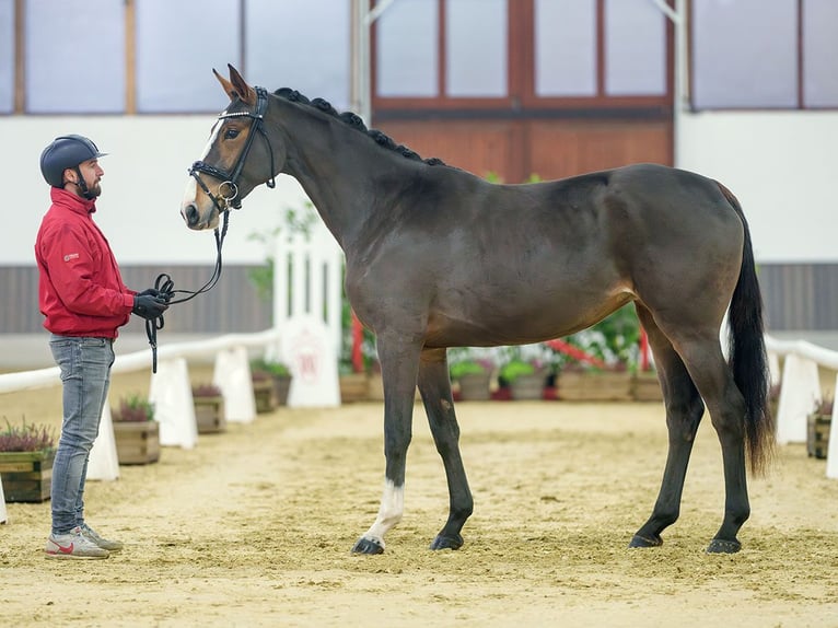 Hannoveraan Merrie 3 Jaar Bruin in Münster-Handorf