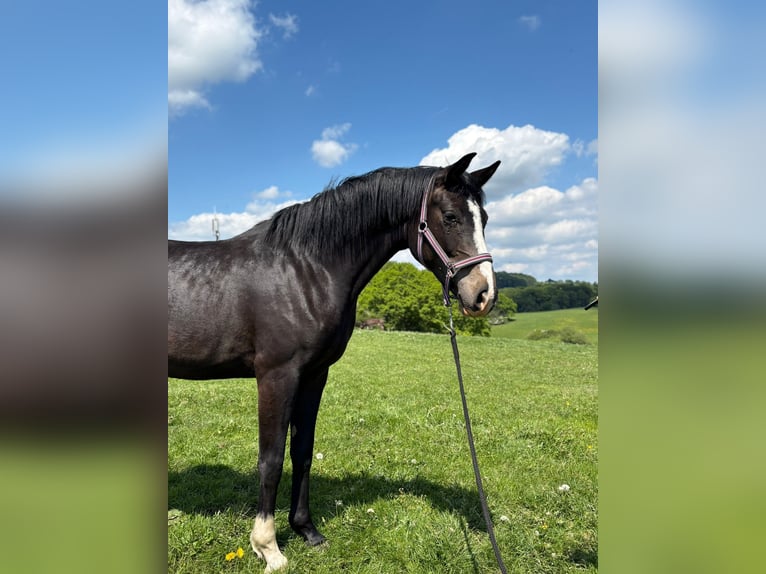 Hannoveraan Merrie 3 Jaar Donkerbruin in Helferskirchen