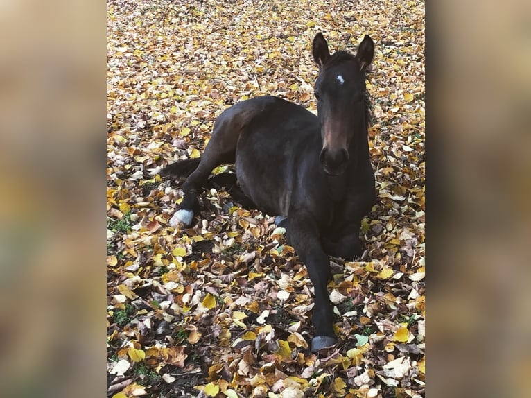 Hannoveraan Merrie 3 Jaar Donkerbruin in Bramsche