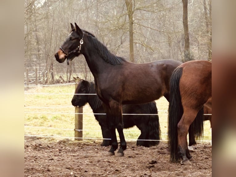 Hannoveraan Merrie 3 Jaar Donkerbruin in Bramsche