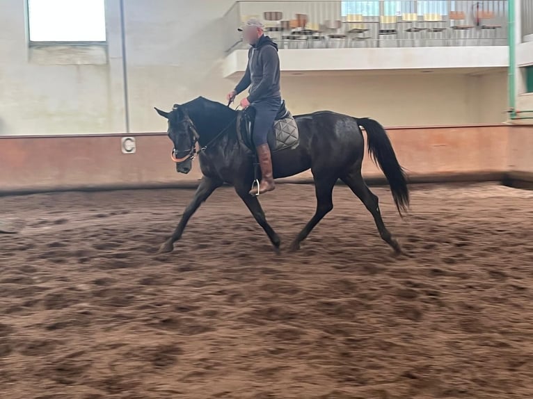 Hannoveraan Merrie 3 Jaar  in baldranes