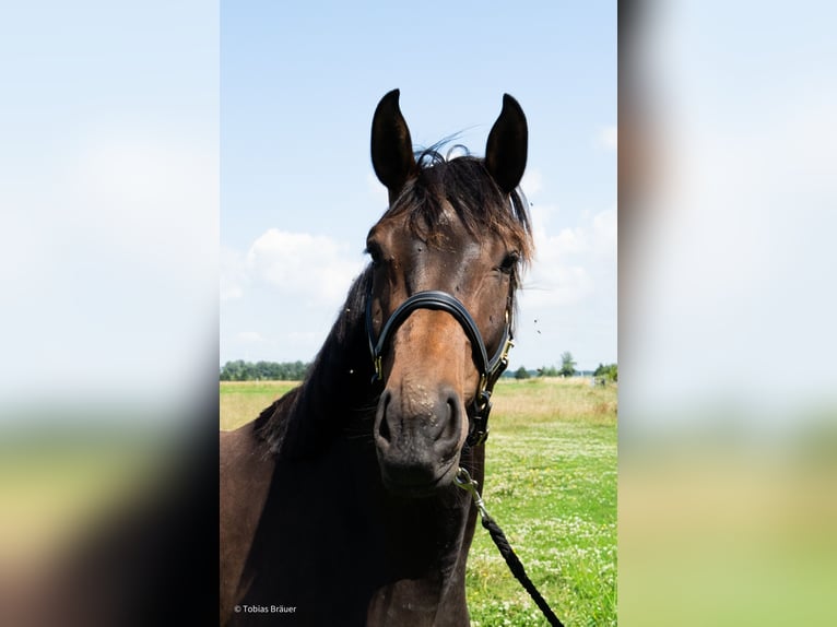Hannoveraan Merrie 3 Jaar Schimmel in Lintig