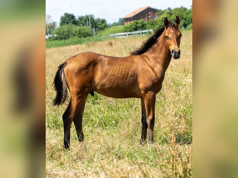 Hannoveraan Merrie 3 Jaar Schimmel in Lintig